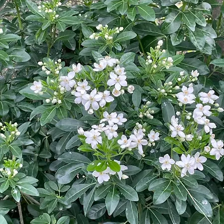 Quinta Do Rio Douro - Pacos De Gaiolo, Porto *