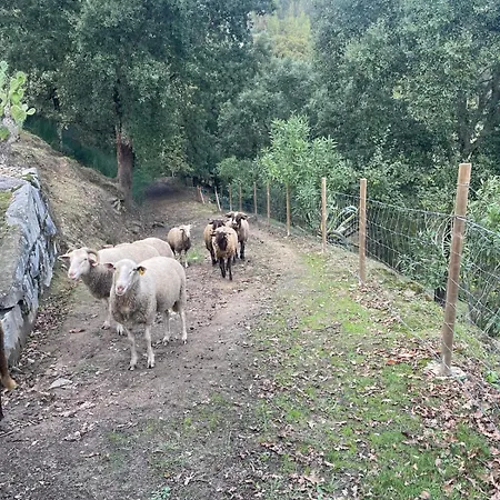 Quinta Do Rio Douro - Pacos De Gaiolo, Porto