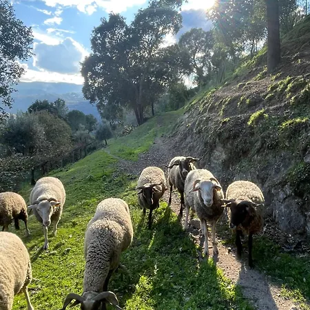 Dom wakacyjny Quinta Do Rio Douro - Pacos De Gaiolo, Porto