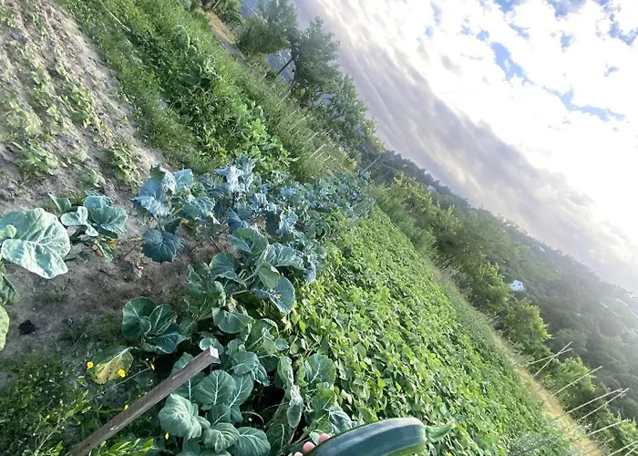 Quinta Do Rio Douro - Pacos de Gaiolo